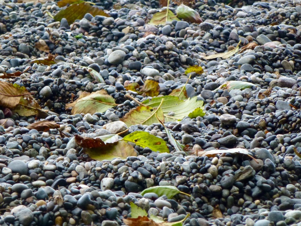De Salt Spring Island à Victoria — photo 15