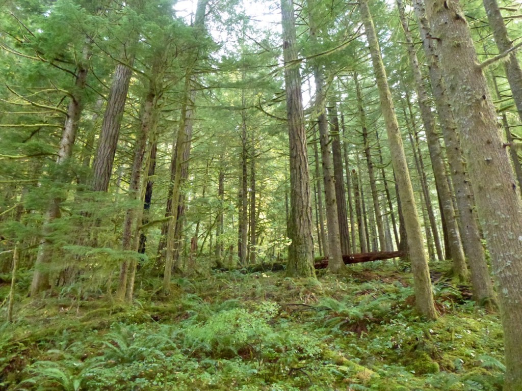 Columbia River Gorges — photo 6
