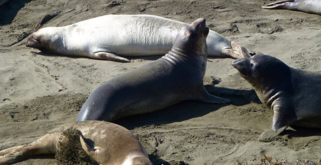 De Monterey à Morro Bay — photo 8