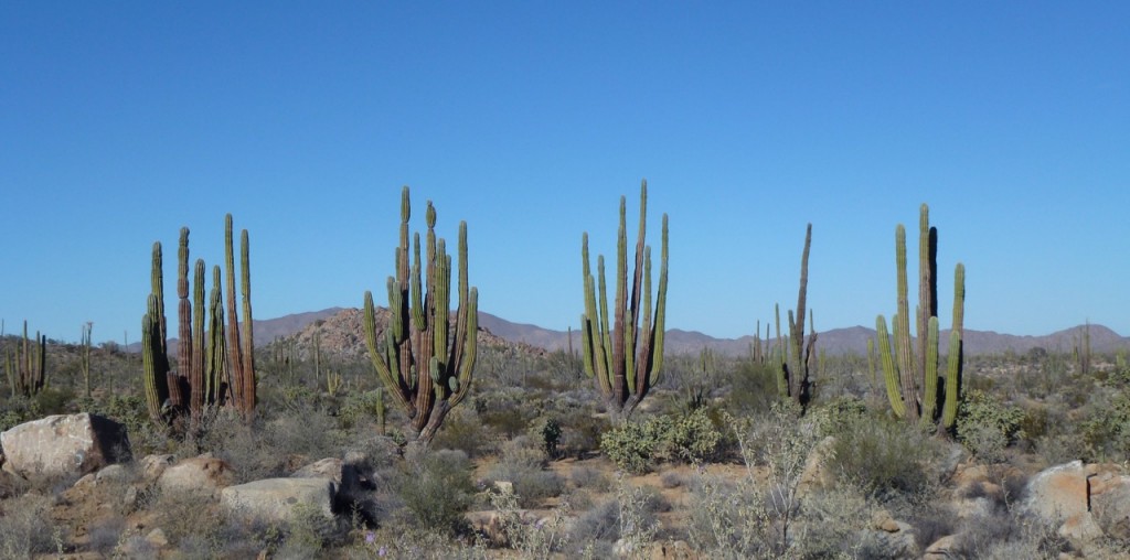 San Felipe - Punta Prieta — photo 7