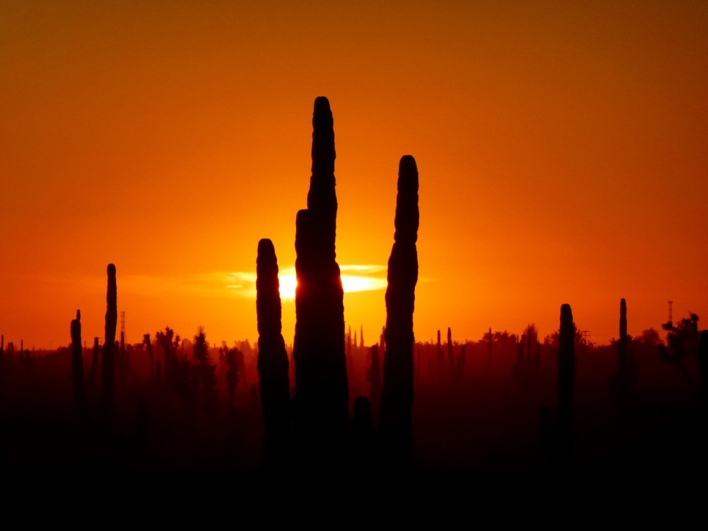 Guerrero Negro — photo 9