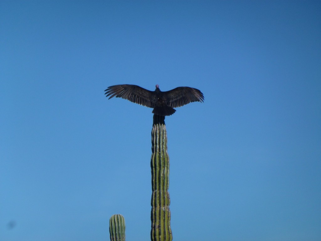 La Casa del Cyclista - Mulege — photo 12
