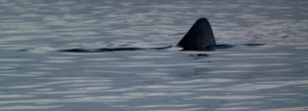 La Paz - Playa el Tecolote — photo 12