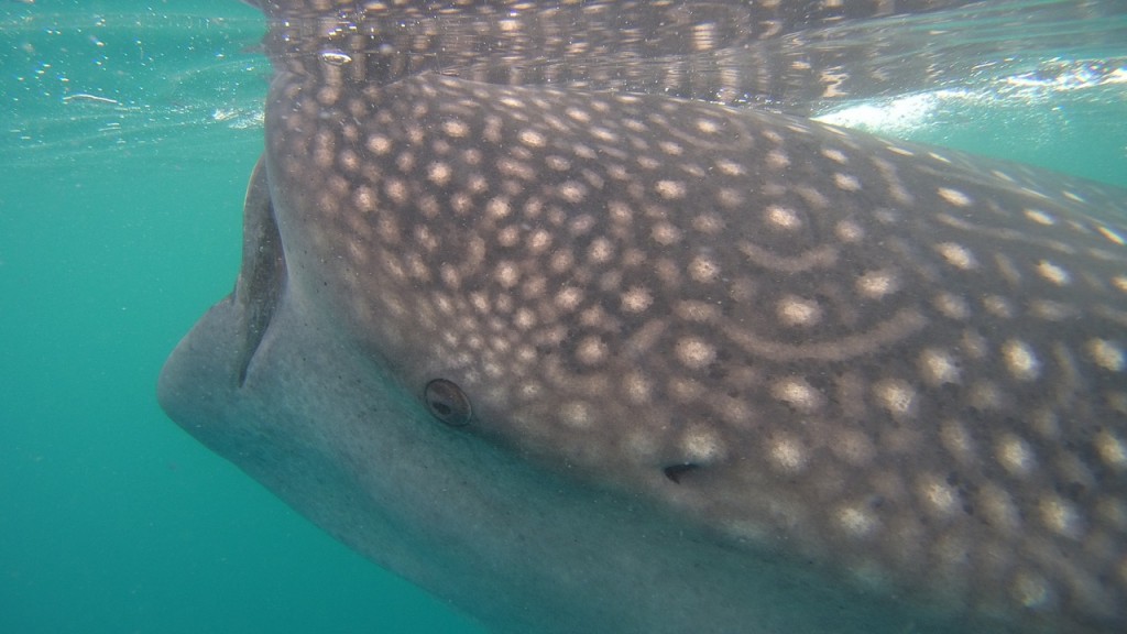 La Paz - Playa el Tecolote — photo 11